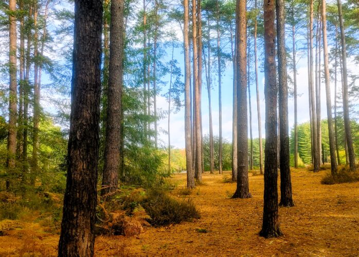 Sauvagnas - Dans le bois de Courties